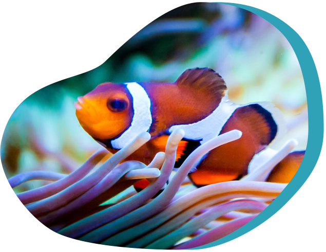 熱帯魚水槽｜写真