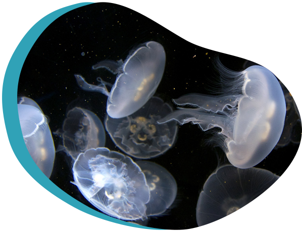 くらげりうむ｜写真