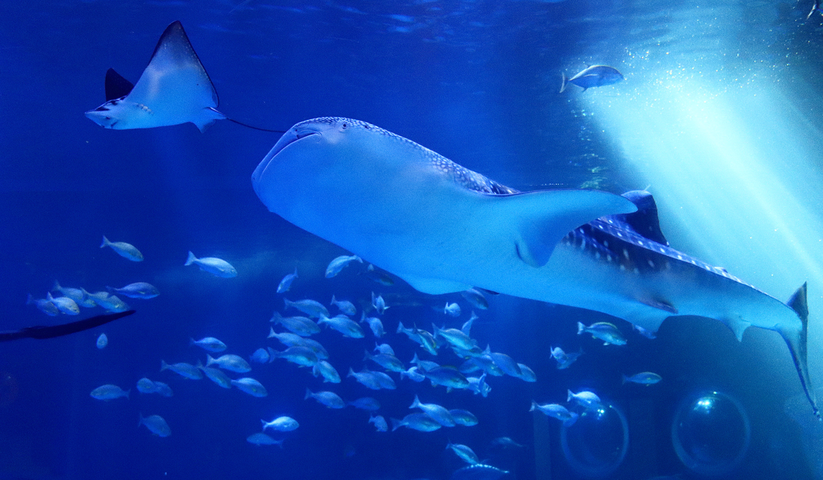 メインビジュアル1