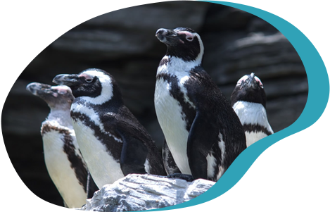 写真　ぺんぎん