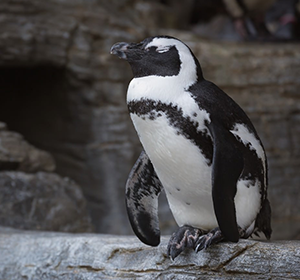 ふれあいペンギンコーナー　リニューアル